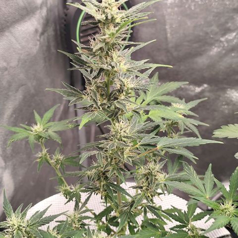 Lemon Haze Auto growlog timeline photo