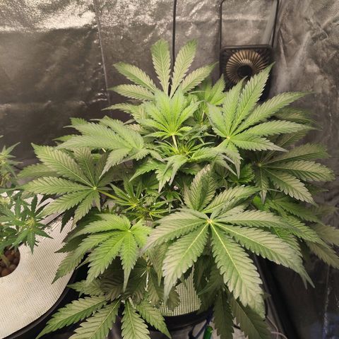 Lemon Haze Auto growlog timeline photo