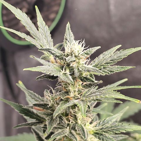 Lemon Haze Auto growlog timeline photo