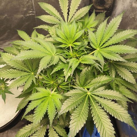Lemon Haze Auto growlog timeline photo