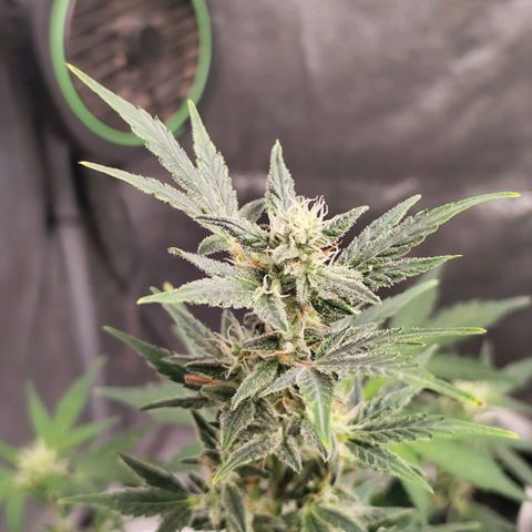 Lemon Haze Auto growlog timeline photo