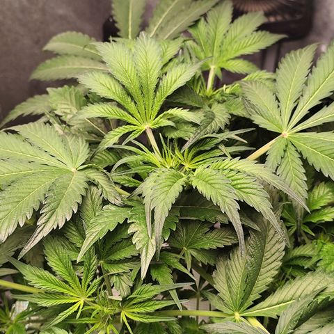Lemon Haze Auto growlog timeline photo