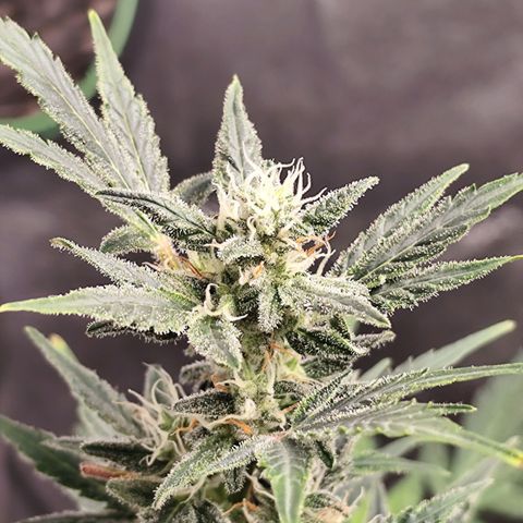 Lemon Haze Auto growlog timeline photo
