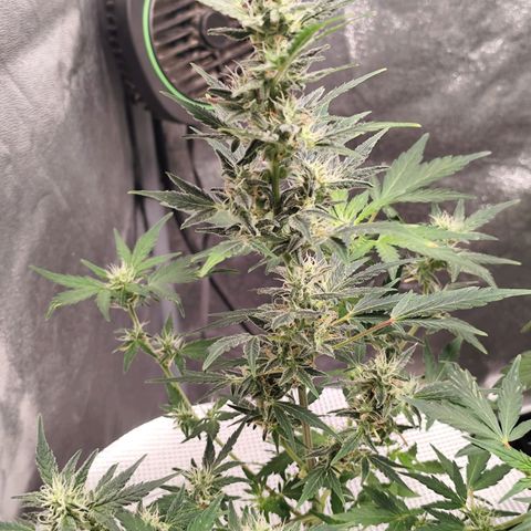 Lemon Haze Auto growlog timeline photo