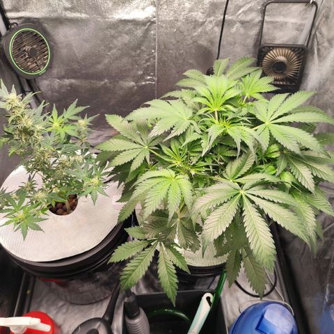 Lemon Haze Auto growlog timeline photo
