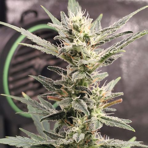 Lemon Haze Auto growlog photo: Ansicht von beiden ist ein Bild von etwa 12 Uhr und das andere von 23 Uhr