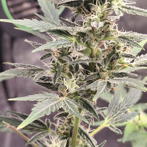 Lemon Haze Auto growlog photo: Ansicht von beiden ist ein Bild von etwa 12 Uhr und das andere von 23 Uhr