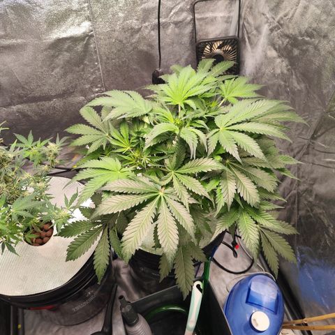 Lemon Haze Auto growlog photo: Ansicht von beiden ist ein Bild von etwa 12 Uhr und das andere von 23 Uhr