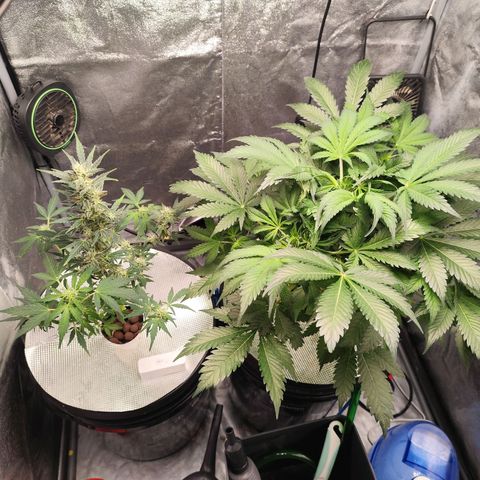 Lemon Haze Auto growlog photo: Ansicht von beiden ist ein Bild von etwa 12 Uhr und das andere von 23 Uhr