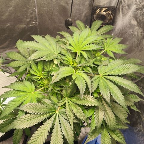 Lemon Haze Auto growlog photo: Ansicht von beiden ist ein Bild von etwa 12 Uhr und das andere von 23 Uhr