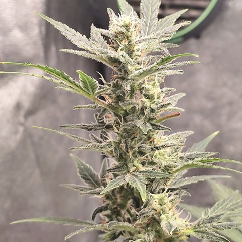 Lemon Haze Auto growlog timeline photo