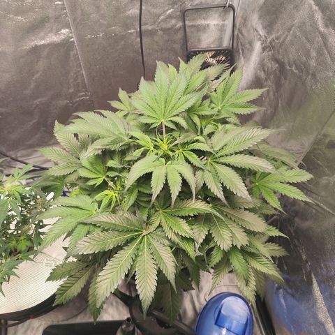 Lemon Haze Auto growlog timeline photo