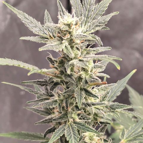 Lemon Haze Auto growlog timeline photo
