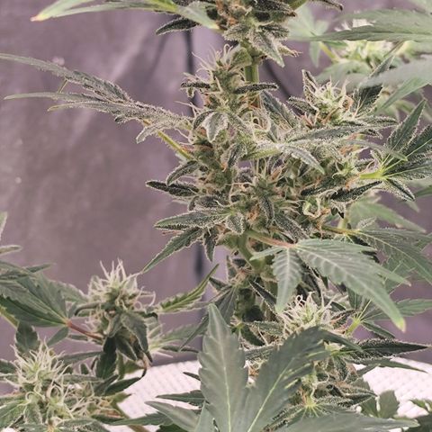 Lemon Haze Auto growlog timeline photo