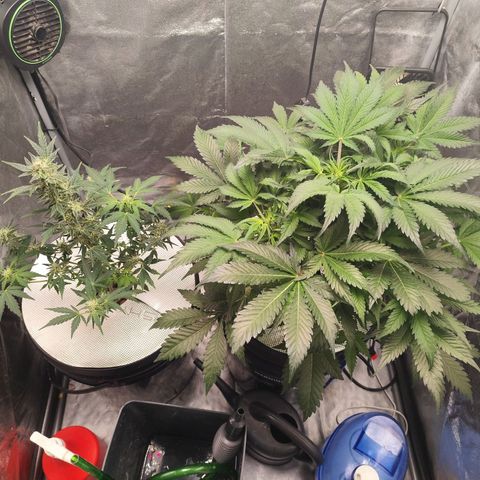 Lemon Haze Auto growlog timeline photo