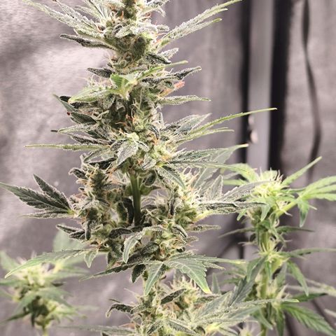 Lemon Haze Auto growlog timeline photo