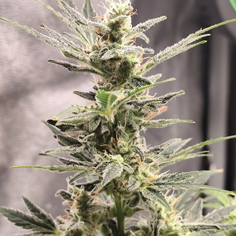 Lemon Haze Auto growlog timeline photo