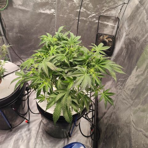 Lemon Haze Auto growlog timeline photo