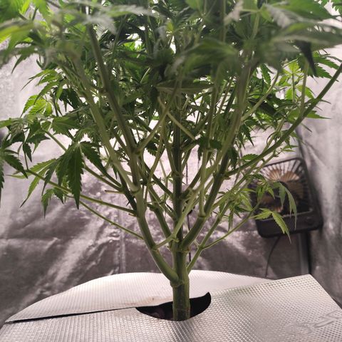 Lemon Haze Auto growlog timeline photo