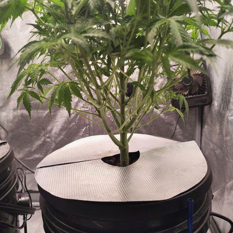 Lemon Haze Auto growlog timeline photo