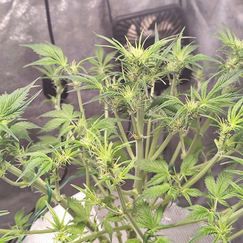 Lemon Haze Auto growlog timeline photo