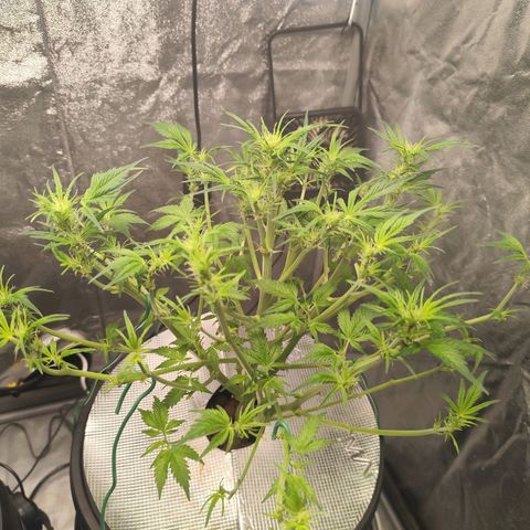 Lemon Haze Auto growlog timeline photo