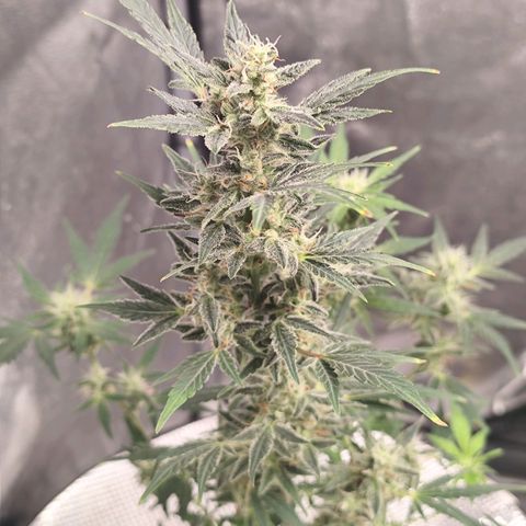 Lemon Haze Auto growlog timeline photo