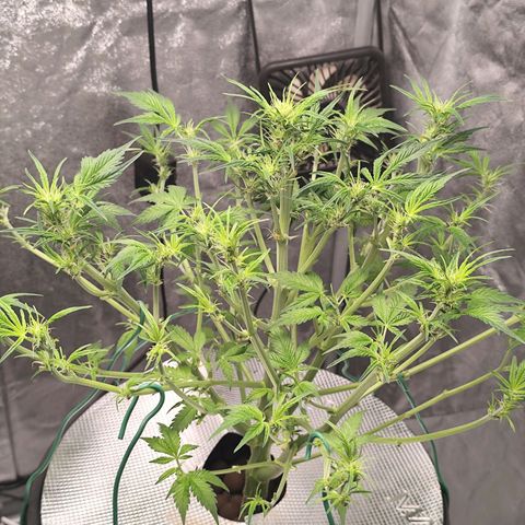 Lemon Haze Auto growlog timeline photo