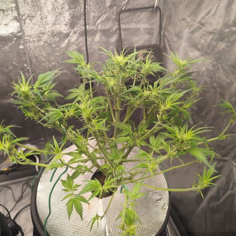 Lemon Haze Auto growlog timeline photo