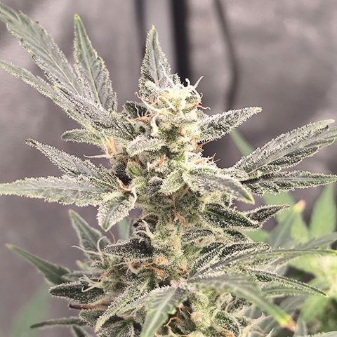 Lemon Haze Auto growlog timeline photo