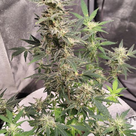 Lemon Haze Auto growlog timeline photo