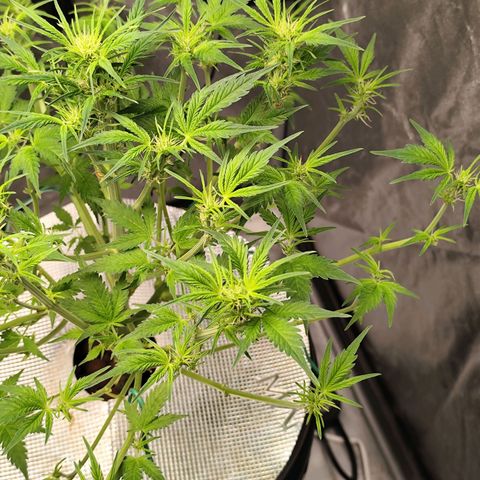 Lemon Haze Auto growlog timeline photo