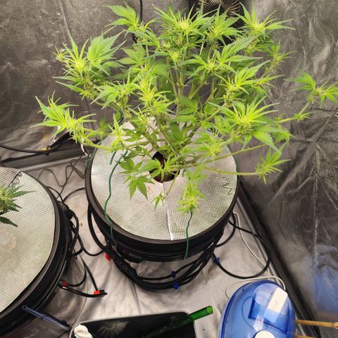 Lemon Haze Auto growlog timeline photo