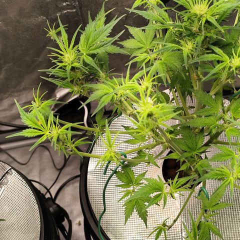 Lemon Haze Auto growlog timeline photo