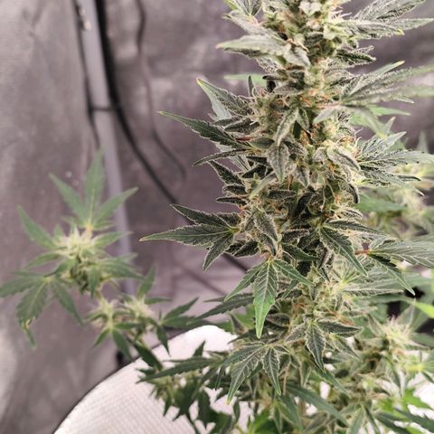 Lemon Haze Auto growlog timeline photo