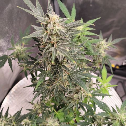 Lemon Haze Auto growlog timeline photo