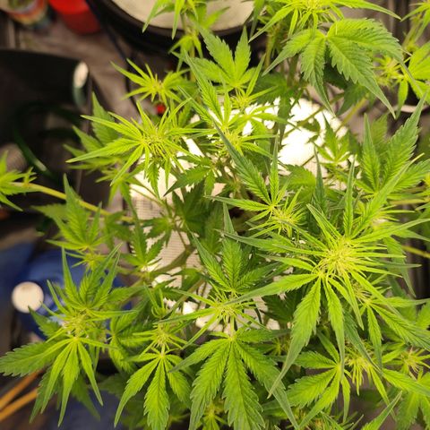 Lemon Haze Auto growlog timeline photo