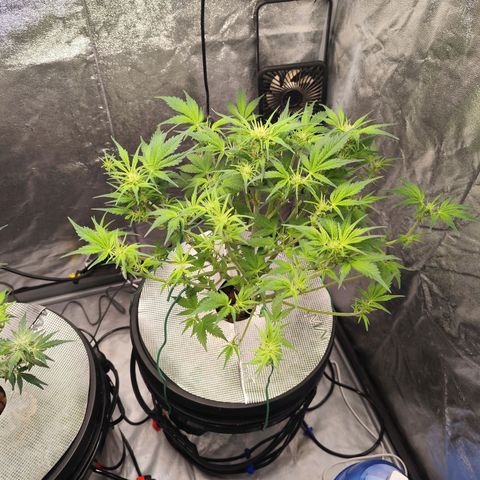 Lemon Haze Auto growlog timeline photo