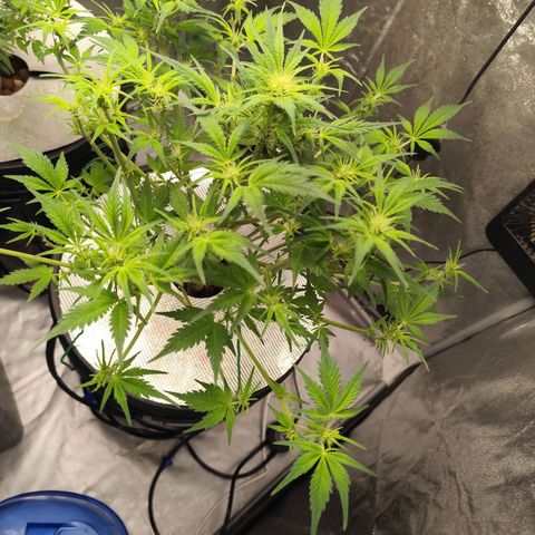 Lemon Haze Auto growlog timeline photo