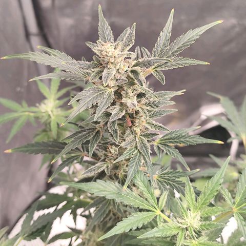 Lemon Haze Auto growlog timeline photo