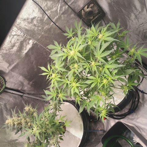 Lemon Haze Auto growlog timeline photo
