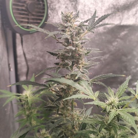 Lemon Haze Auto growlog timeline photo