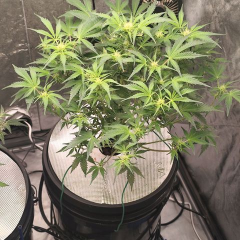 Lemon Haze Auto growlog timeline photo