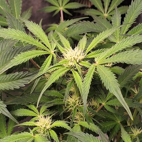 Lemon Haze Auto growlog timeline photo