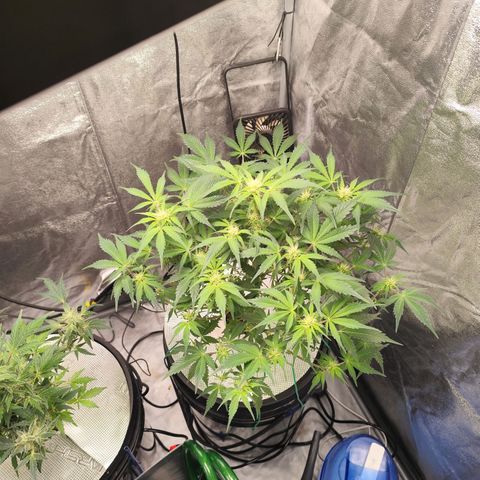 Lemon Haze Auto growlog timeline photo