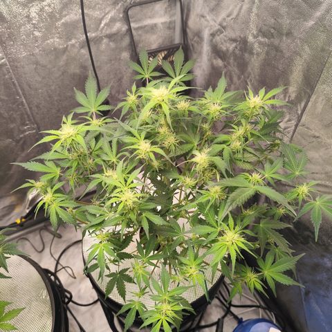 Lemon Haze Auto growlog timeline photo