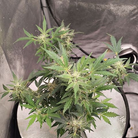 Lemon Haze Auto growlog timeline photo