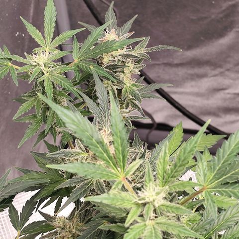 Lemon Haze Auto growlog timeline photo