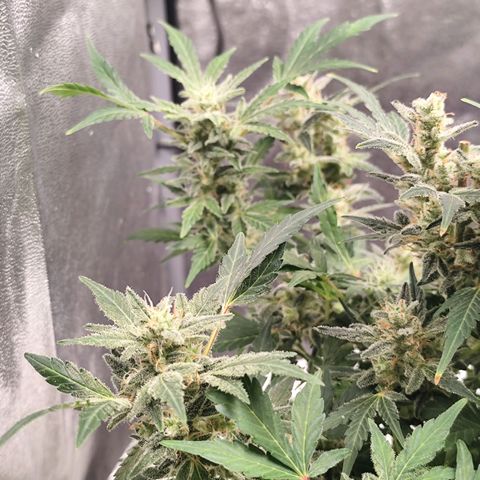 Lemon Haze Auto growlog timeline photo