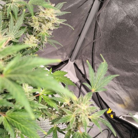Lemon Haze Auto growlog timeline photo